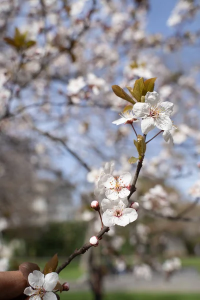 Krásné Větve Růžové Třešňové Květy Stromě Pod Modrou Oblohou Krásné — Stock fotografie