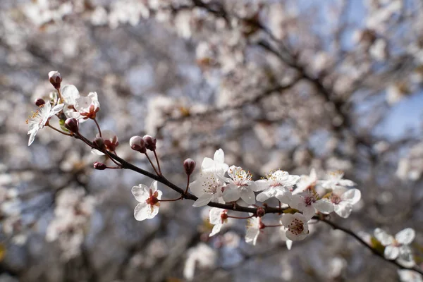 Beautiful Branches White Cherry Blossoms Tree Blue Sky Beautiful Sakura — Stock fotografie
