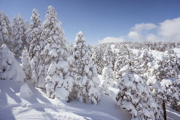 wonderful mountain and pine tree covered with snow in uludag mountain