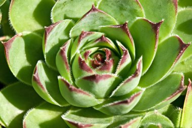 Sempervivum