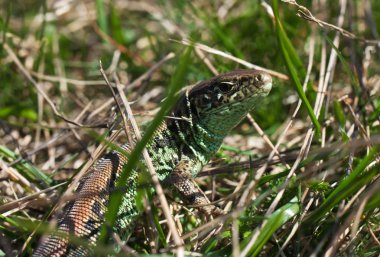 çim ortak kertenkele