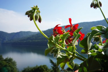 Red geranium at the Vidraru lake in Romania clipart