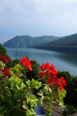 Red geranium at the Vidraru lake in Romania clipart