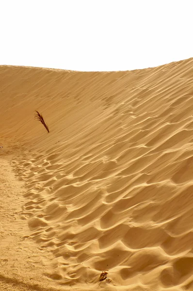 撒哈拉大沙漠的金色 dune — 图库照片