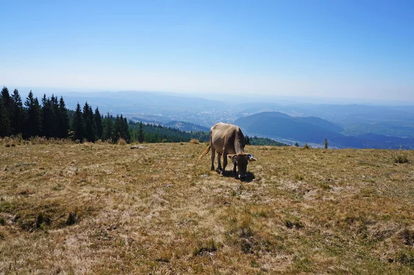 Pastoreo de vacas en un campo de montaña —  Fotos de Stock