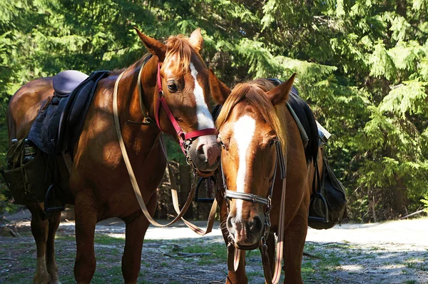 Bruin paarden in een bos — Stockfoto