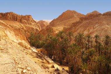 palmiye ağaçları chebika Oasis Tunus
