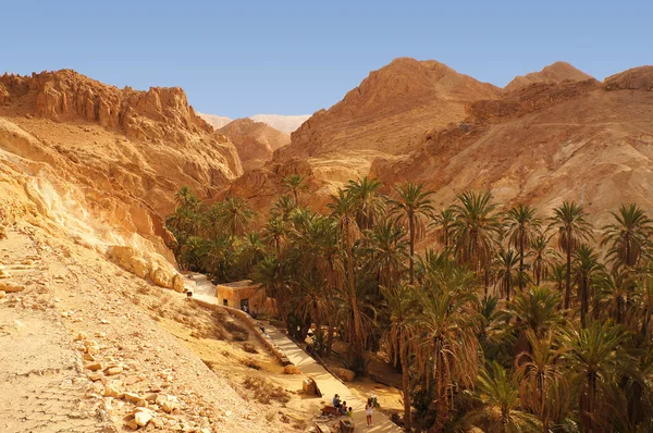 Palmeras del oasis de Chebika en Túnez —  Fotos de Stock