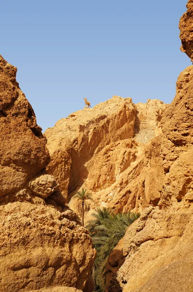 The Chebika oasis in Tunisia — Stock Photo, Image