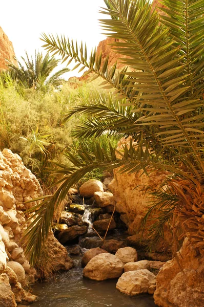 The Chebika oasis in Tunisia — Stock Photo, Image