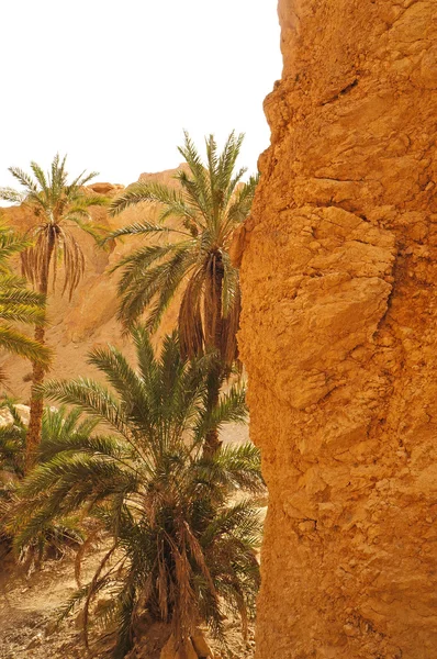 Palm trees of the Chebika oasis in Tunisia — Stock Photo, Image
