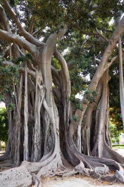 Palermo Sicilya villa garibaldi, Ficus macrophylla