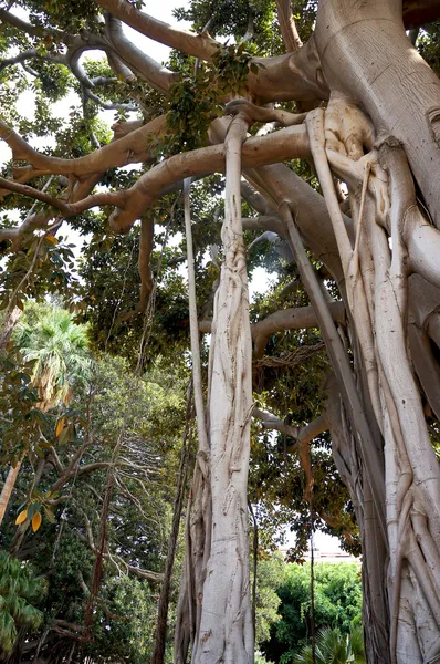 Palermo Sicilya villa garibaldi, Ficus macrophylla — Stok fotoğraf