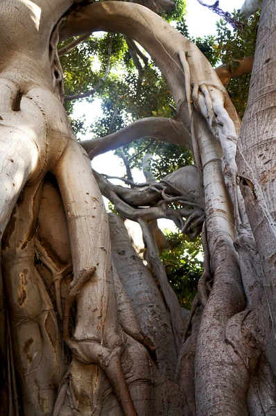 Palermo Sicilya villa garibaldi, Ficus macrophylla — Stok fotoğraf