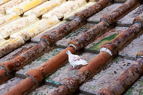 Uccello bianco su un tetto piastrellato — Foto Stock