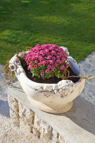 pembe çiçekli taş saksı