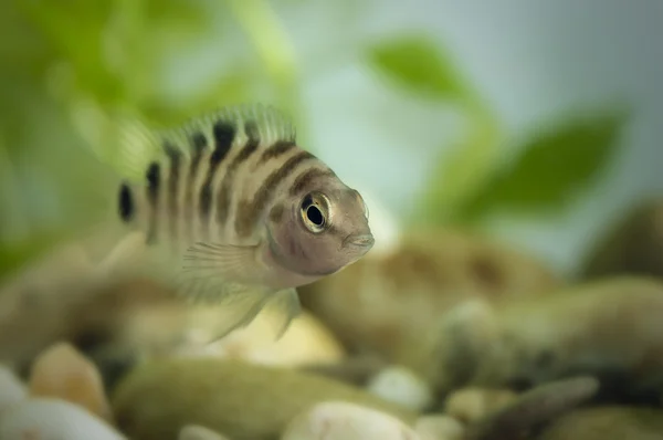 Kleine Aquarienfische Stockfoto