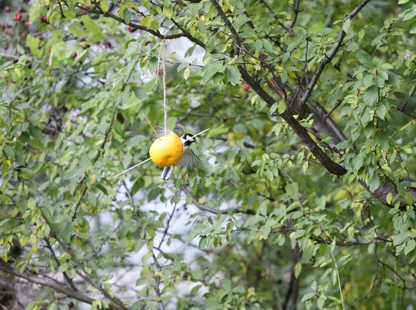 Great Tit Titmouse Eats Seeds Natural Feeder Made Orange Fruit — стоковое фото