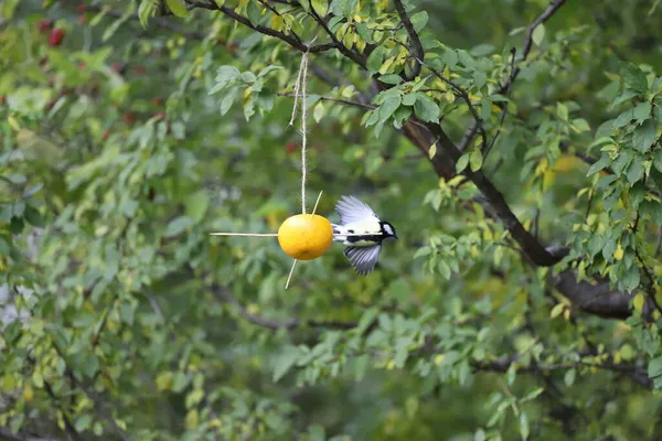 Great Tit Titmouse Eats Seeds Natural Feeder Made Orange Fruit — стоковое фото