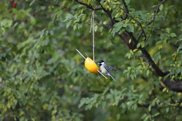 Great Tit Titmouse Eats Seeds Natural Feeder Made Orange Fruit — стоковое фото