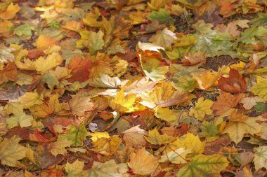 Yapraklar, sonbahar yaprakları güneş tarafından aydınlatılır..