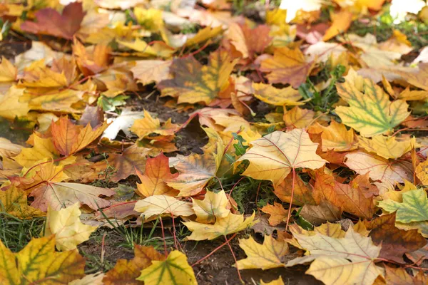 Foliage Autumn Leaves Lit Sun Ground — Stock Photo, Image
