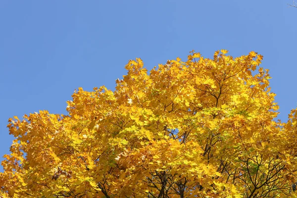 Feuilles Feuillage Érable Jaune Sur Fond Bleu Ciel — Photo