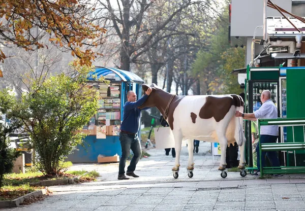 Pessoas Empurrando Uma Vaca Artificial Plástico Rua Sofia Bulgária Novembro — Fotografia de Stock