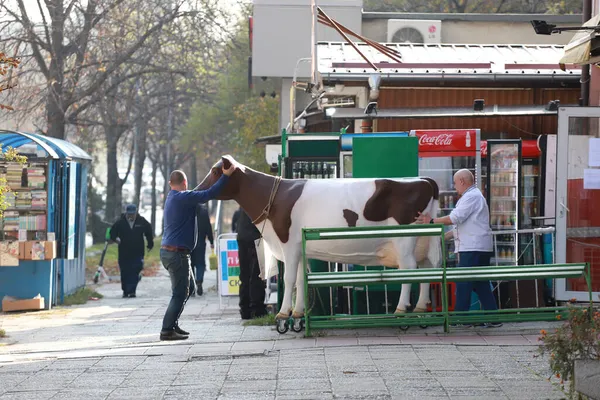 Pessoas Empurrando Uma Vaca Artificial Plástico Rua Sofia Bulgária Novembro — Fotografia de Stock