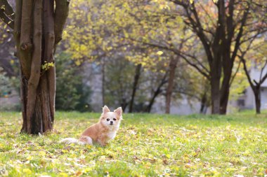 Uzun saçlı Chihuahua köpeği açık hava portresi