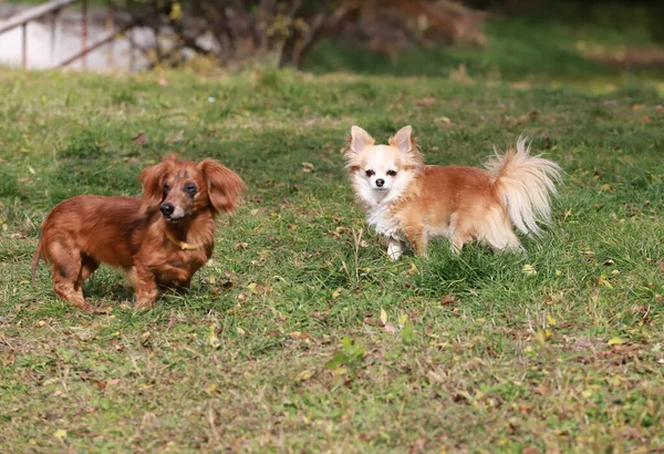 Perro Pelo Largo Chihuahua Retrato Aire Libre —  Fotos de Stock