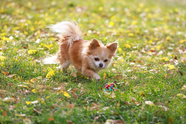 Hosszú Hajú Chihuahua Kutya Kültéri Portré — Stock Fotó