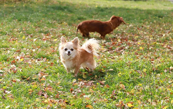 Lange Haren Chihuahua Hond Outdoor Portret — Stockfoto