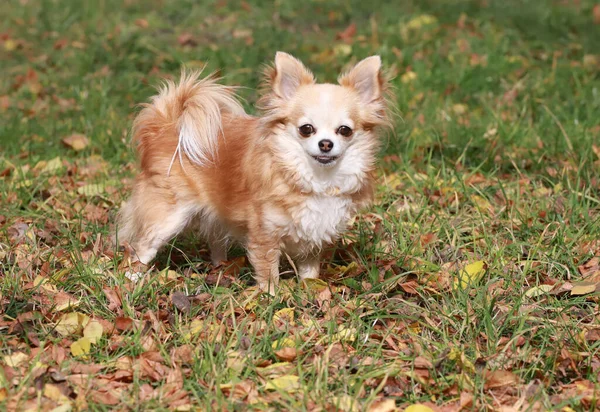 Chihuahua Chien Aux Cheveux Longs Portrait Plein Air — Photo