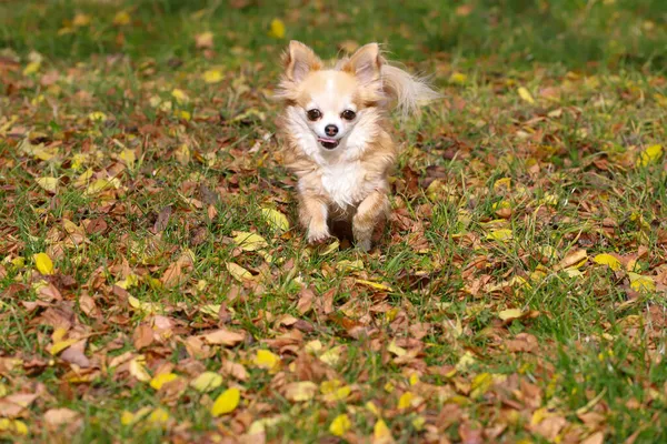 Perro Chihuahua Pelo Largo Corre Hojas Otoño Aire Libre —  Fotos de Stock