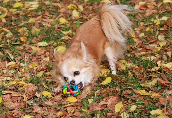 Cabelo Comprido Chihuahua Cão Livre Retrato — Fotografia de Stock