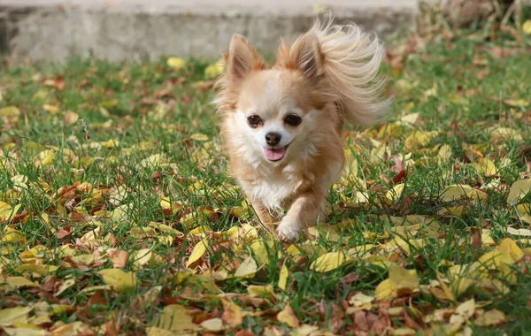 Hosszú Hajú Chihuahua Kutya Fut Ősszel Levelek Szabadban — Stock Fotó