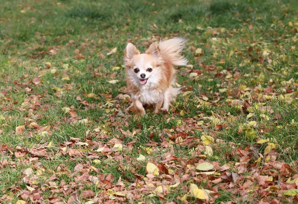 Uzun Saçlı Chihuahua Köpeği Sonbahar Yapraklarında Açık Havada Koşar — Stok fotoğraf