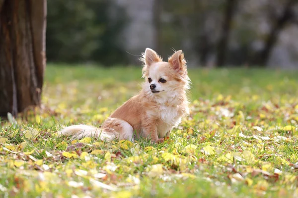 Hosszú Hajú Chihuahua Kutya Kültéri Portré Jogdíjmentes Stock Képek