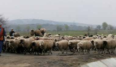 Koyun sürüsü sahnesi, seçici odaklanma