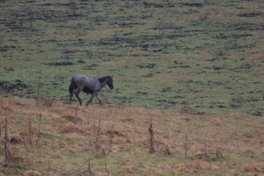 Doğada vahşi atların olduğu sonbahar manzarası
