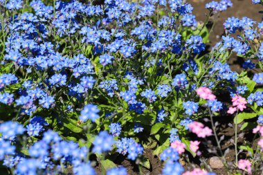 Mavi ve pembe olmayan çiçekleri unut.