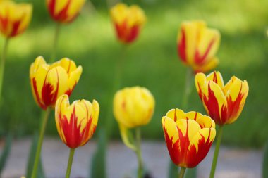 Açık havada güneşli bahar laleleri