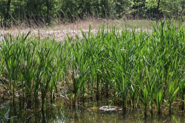 Baharda yeşil acele