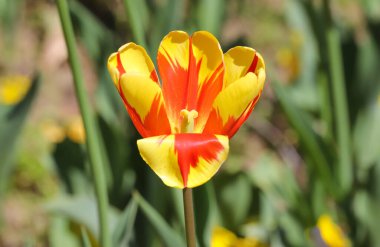 Açık havada güneşli bahar laleleri