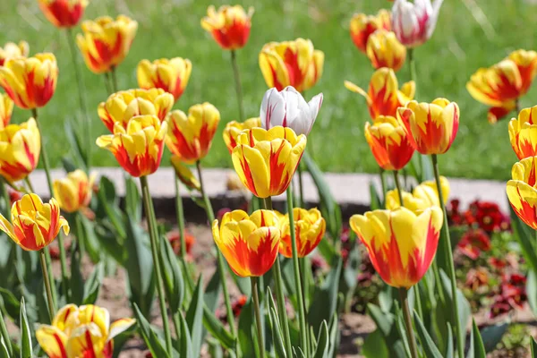 Colorful Spring Tulips Outdoor Sunlight — стоковое фото