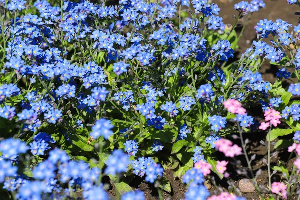 Mavi ve pembe olmayan çiçekleri unut.