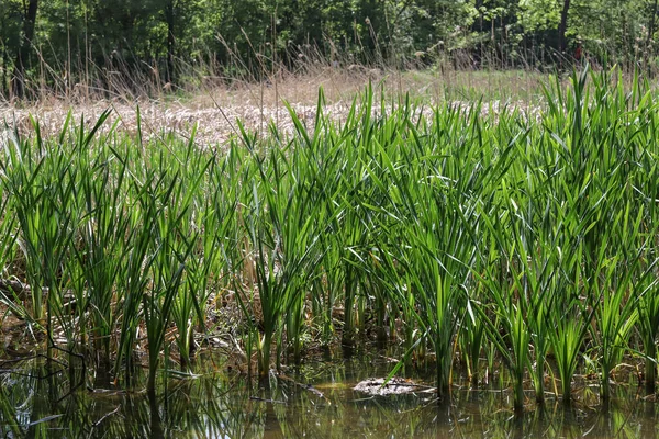 Baharda yeşil acele