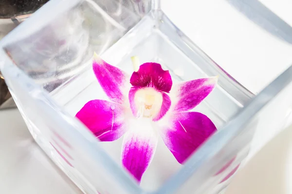 Belle fleur d'orchidée violette et blanche sur la boîte à eau — Photo