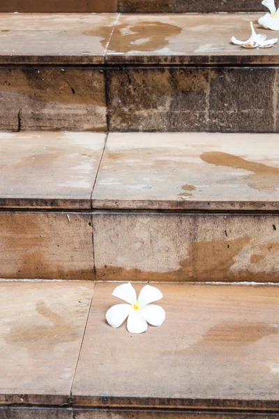 Pasos hacia arriba en el camino con flor blanca — Foto de Stock